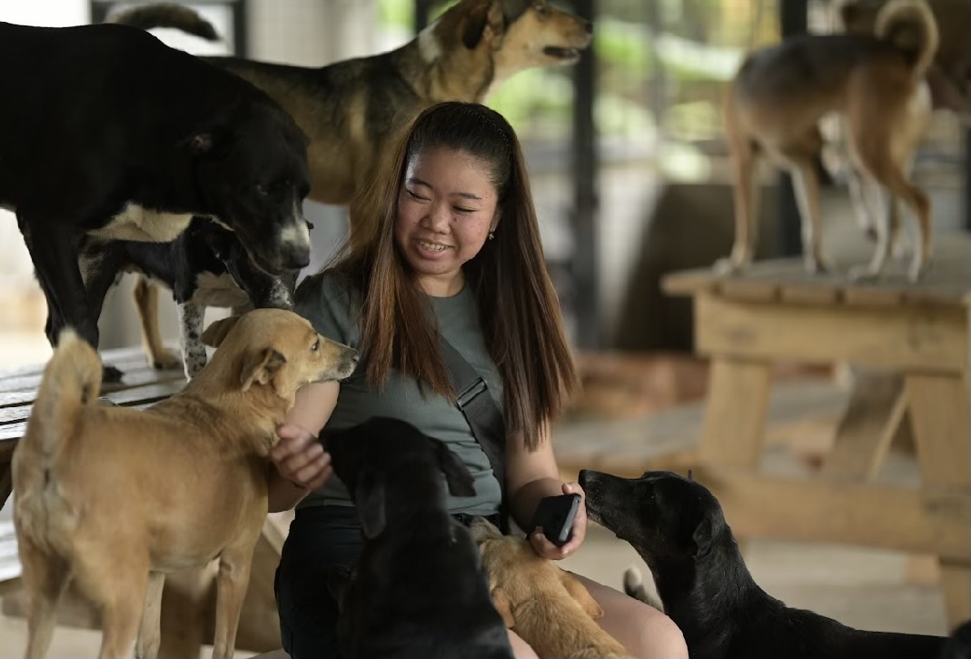 ConcentrixPH's tweet photo. Our Shared Services team in Bacolod spent their Christmas by sharing the love with our furry friends. On December 25, the team partnered with Balay Pawssion to conduct a feeding program, extending care to over 300 rescued dogs. #Gamechangers #GamechangingCX 🐶 https://t.co/ozpAzhVi7f