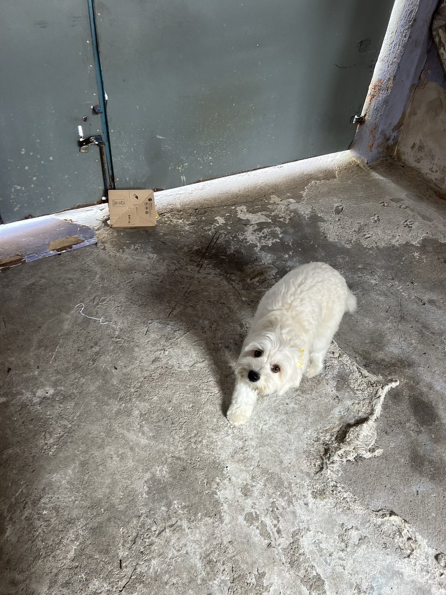marcoscasthelly's tweet photo. @MercadoLivre esse è o respeito que os entregares do mercado livre tem -  comprei venen0 de formiga, jogaram no quintal,  se a minha dog tivesse comido o pacote? Péssimo! Quero ver a resposta agora. https://t.co/4JaUWdIgag