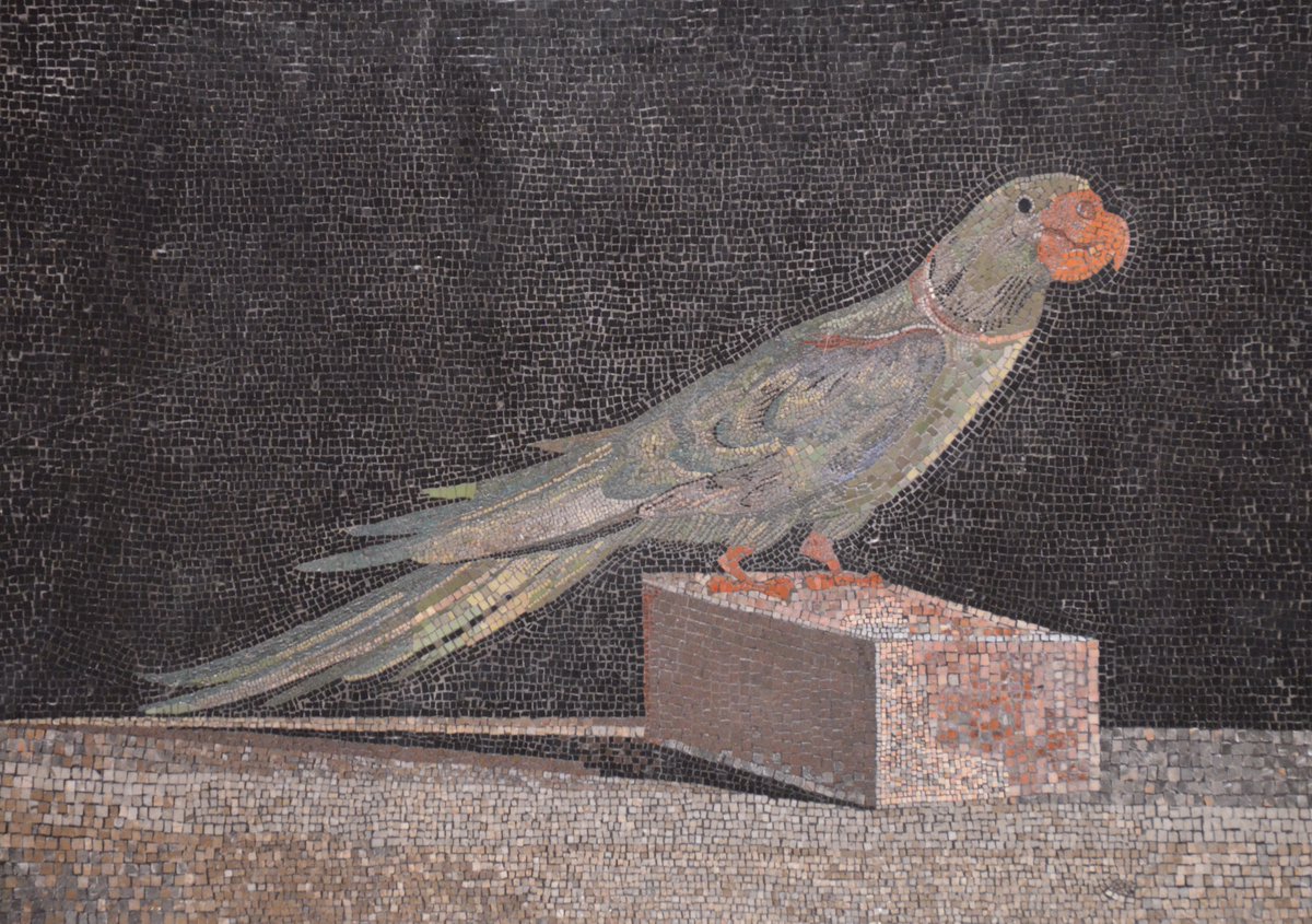 #NationalBirdDay Hellenistic mosaic floor panel from Pergamon depicting an Alexandrine parakeet. 🦜
The Alexandrine parakeet species is named after Alexander the Great, who is said to have brought several birds back from India.