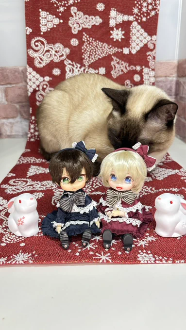 これはどうしても写真に写りたがるネコ 