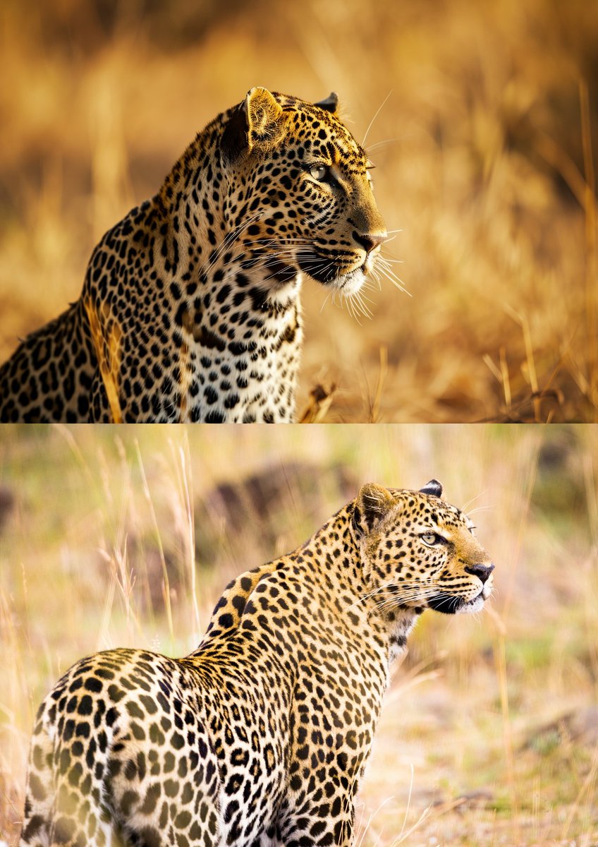 Dominik Wojcik tweet media