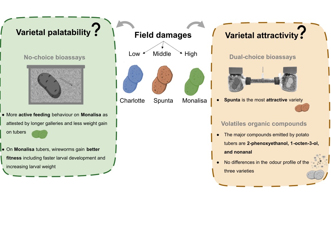 AndreaChaconH's tweet photo. 🗞️Concerned on #Elateridae #Wireworms #ChemicalEcology #Biocontrol #COV #Entomology 
I share with you this paper product of a collective work of the Chemical and Behavioural Ecology lab  @AgroBioTech @frsFNRS
@UniversiteLiege #TaupicProject

https://t.co/CicvIaW3Kb https://t.co/3HyrHVOYvM
