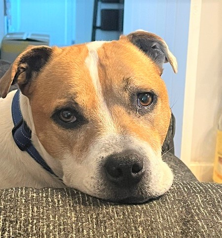 URGENT, please retweet to help Max find a FOSTER OR FOREVER HOME - CURRENTLY IN #DEVON #UK This is an urgent appeal for a new foster home for Max as his current carer is no longer able to keep him. Max, Staffy Cross aged 10, needs an experienced, pet-free home, preferably in a…