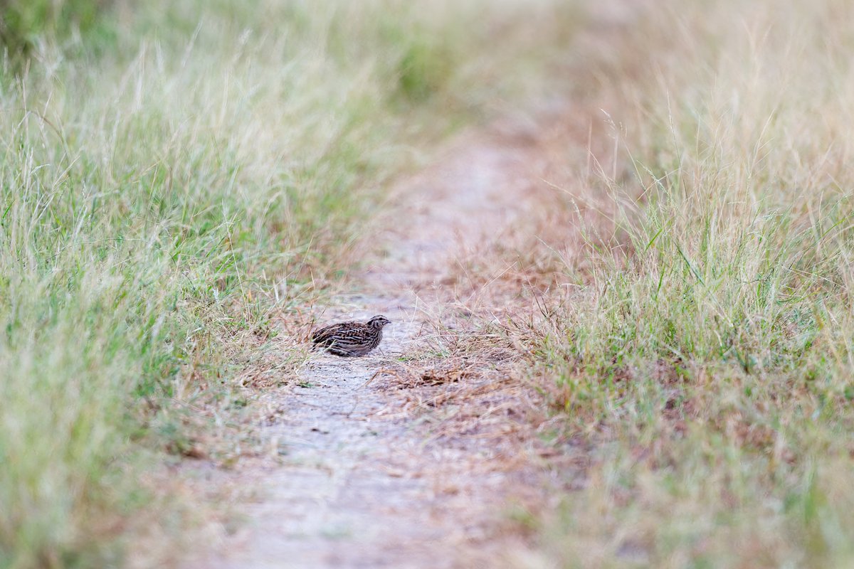 Common Quail October 2023 #Talchapper #Rajasthan #India #NikonZ8 #Nikon500PF @ForestRajasthan @my_rajasthan @NikonIndia @orientbirdclub @Avibase @IndiAves