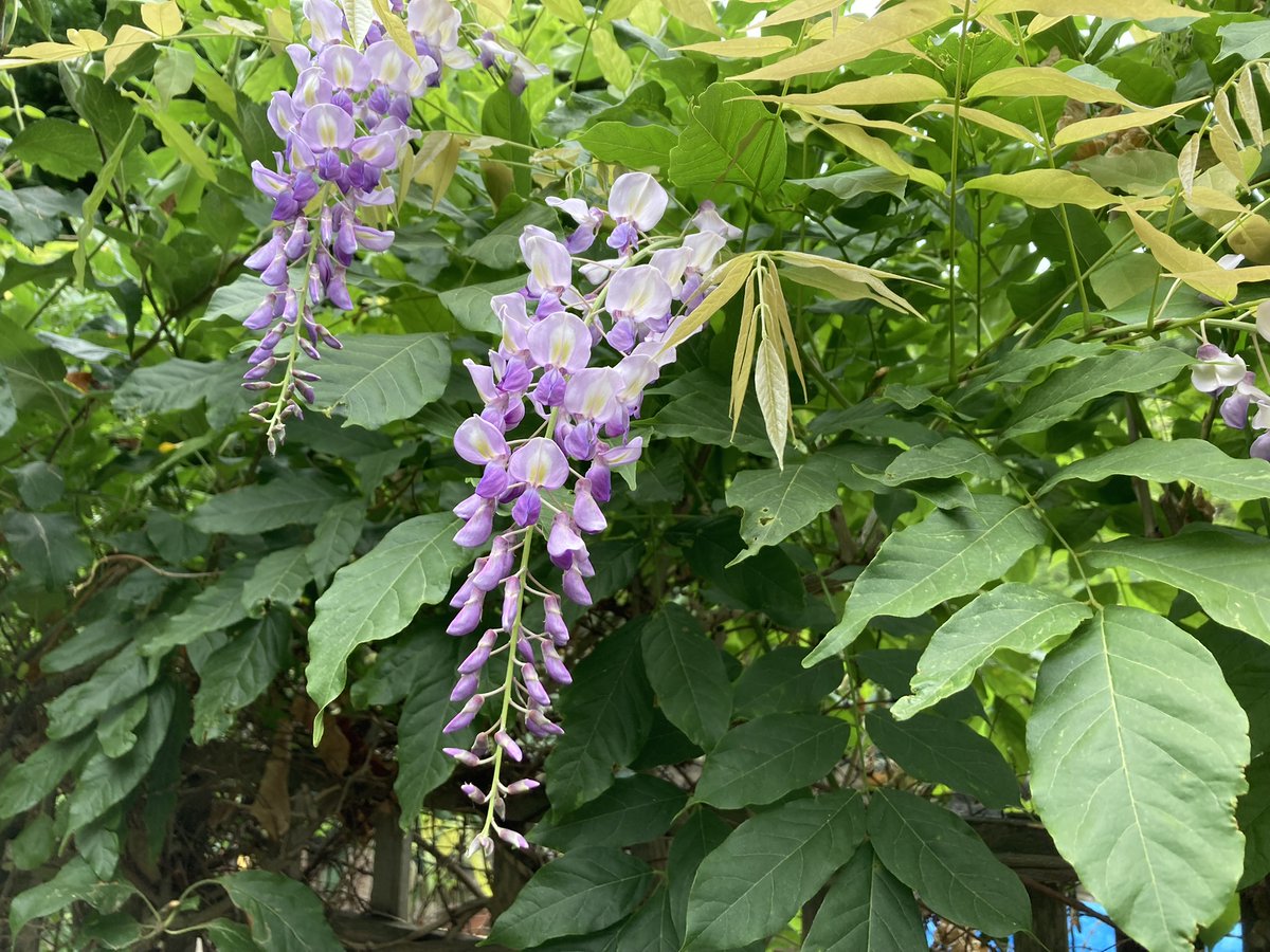 Prune wisteria & fruit trees like apple and pear 🍎🍐 to promote healthy growth. Clear ponds & bird bath 🐦 for a clean outdoor oasis. Get ready for a fresh start to gardening in January! #gardening #JanuaryGardeningJobs wix.to/OCLo3vi