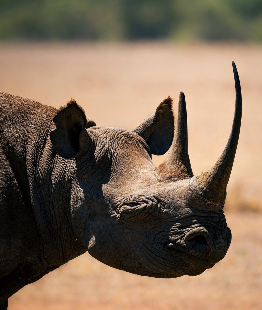 OlPejeta's tweet photo. Kenya's black rhino population has more than doubled in the last three decades, totalling 960 individuals at the end of 2023, up from under 400 in 1989. 
Thread Below ! https://t.co/1poGMpJH2V