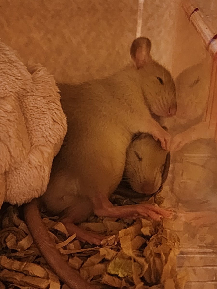 okioki3922's tweet photo. だいぶ大きくなったビビちゃん🐭
そしてビビちゃんの妹分が！！
天使の寝顔✨🐭💤 https://t.co/XRXAls4w7q