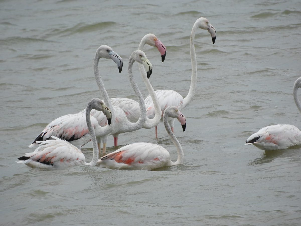 Andhra Pradesh Environment & Forest Department tweet media