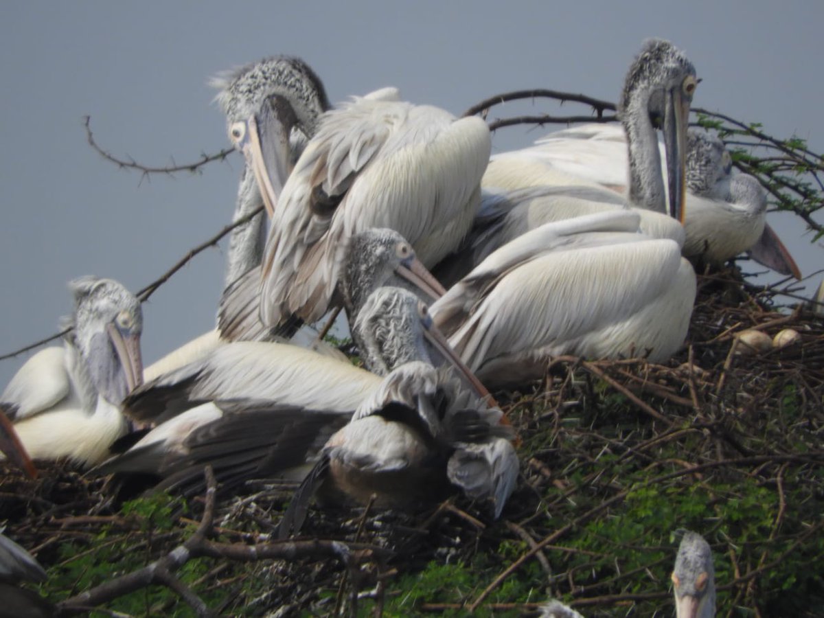 Andhra Pradesh Environment & Forest Department tweet media