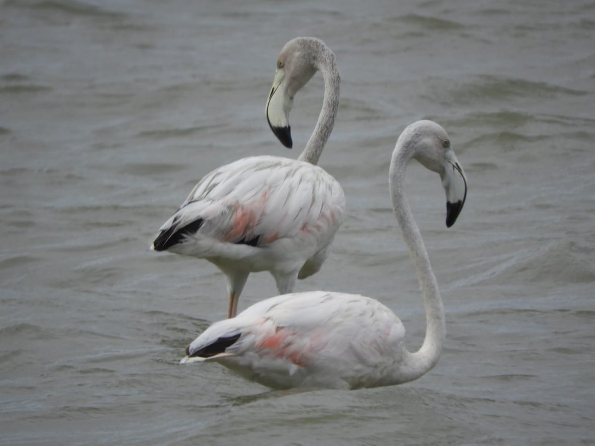 Andhra Pradesh Environment & Forest Department tweet media