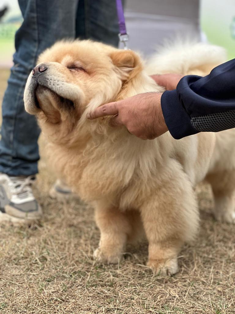 CaprisLeeO0's tweet photo. Chow Chow 🤍🔥

The Dog with purple tongue 🤞✨

#Nature
#Dog #pets https://t.co/AlHtLdTiBU