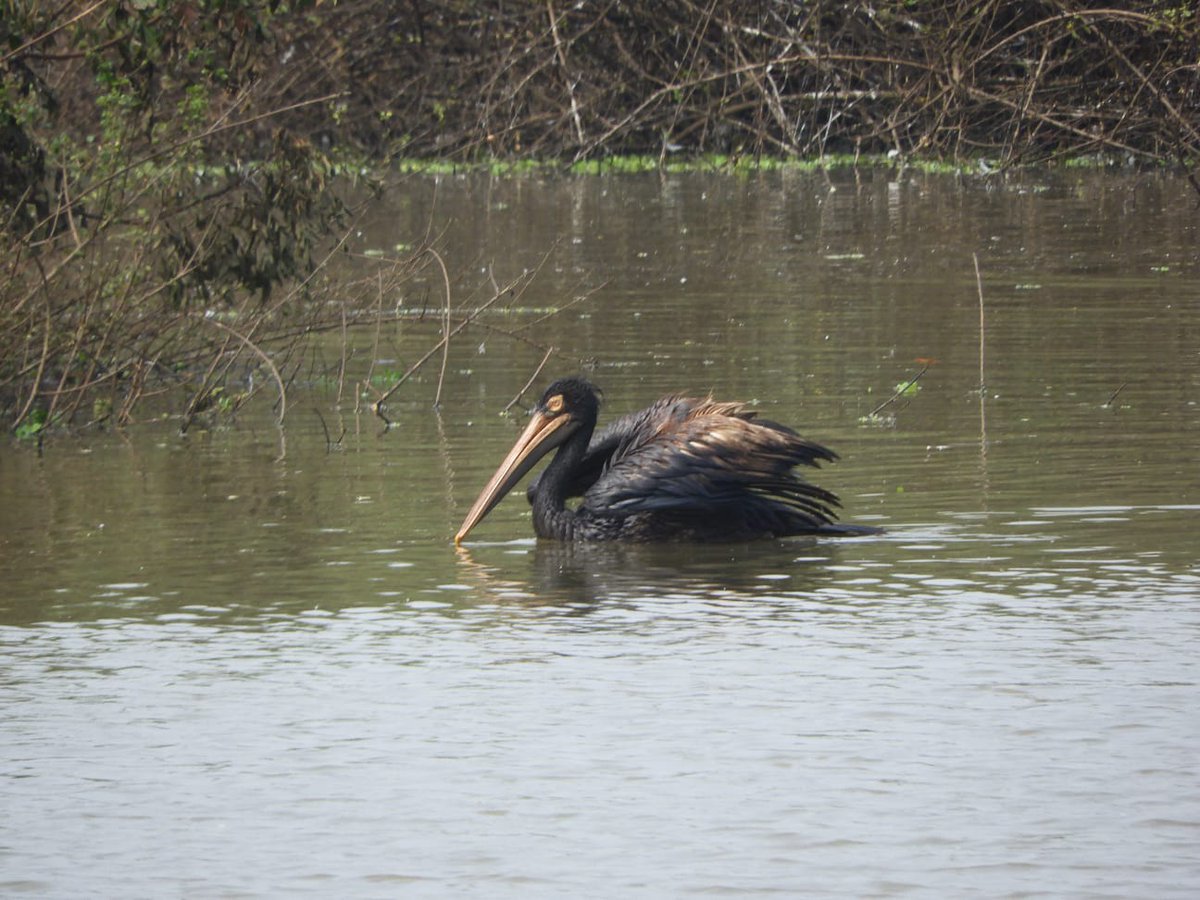 Andhra Pradesh Environment & Forest Department tweet media