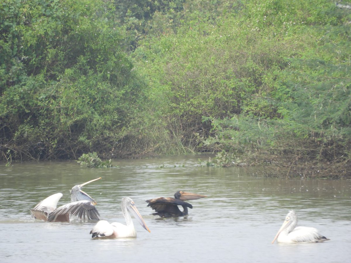 Andhra Pradesh Environment & Forest Department tweet media