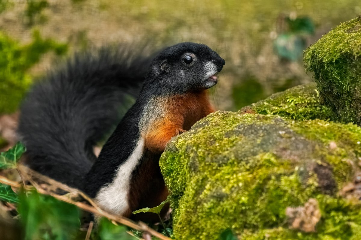 zoo_decin's tweet photo. Více než 125 tisíc lidí zavítalo v roce 2023 do děčínské zoologické zahrady. Z hlediska návštěvnosti šlo o 3. nejúspěšnější rok v historii zoo... 
https://t.co/PRZUIpdixr
Foto: Jindřich Pavelka / Photographer
#zoo #Děčín #rok2023 #bilance https://t.co/X5gl4RThQf