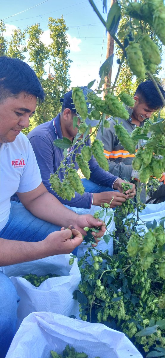 Esta tomando fuerza nuestro lúpulo nacional, lo bueno de este rubro genera mano de obra y es rentable para el productor de la Agricultura Familiar <a href="/CarlosGimnezGo1/">Carlos Giménez</a> <a href="/magparaguay/">Mag Paraguay</a>
