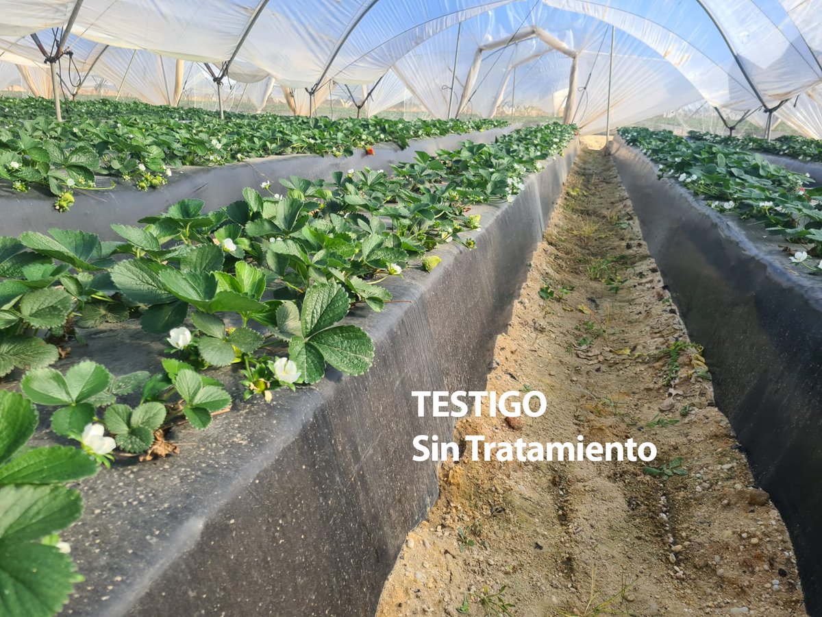 Buenos resultados en los tratamientos de bioestimulación en la #fresa, variedad Adelanto. Tratamiento con 2L #Biobalance y otros 2L #Duobiotic en comparación con el Testigo. 👉 bit.ly/47n74wj 👉bit.ly/3RaSy4I #bioestimulante #huelva