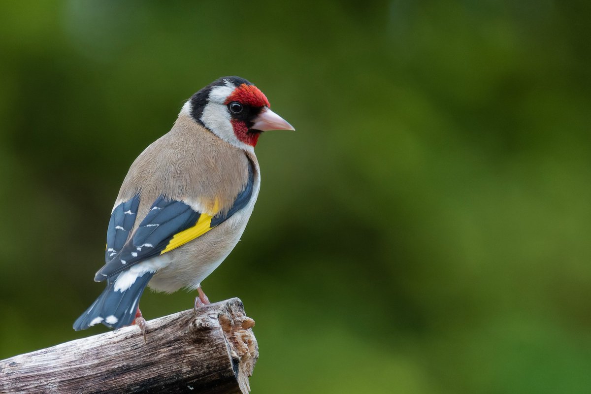 European goldfinch, pretty little thing. #TwitterNatureCommunity #ThePhotoHour @Natures_Voice @Birdsoftheworld @Team4Nature #Britishnatureguide @RSPBbirders #BBCWildlifePOTD @wildlifemag