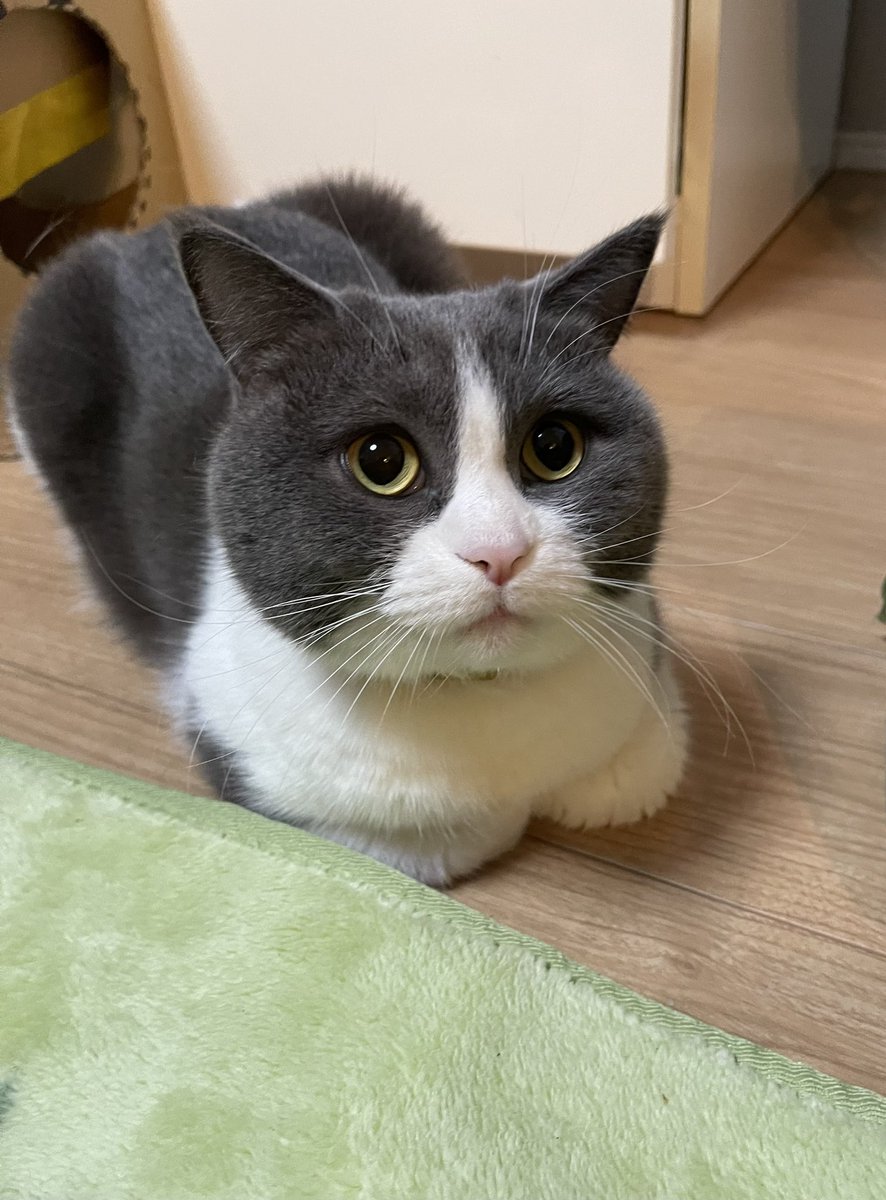 Aru Sohdaroh☆白黒ハチワレちゃんのお座り姿 Aru Sohdaroh様専用☆白黒ハチワレちゃんのお座り姿