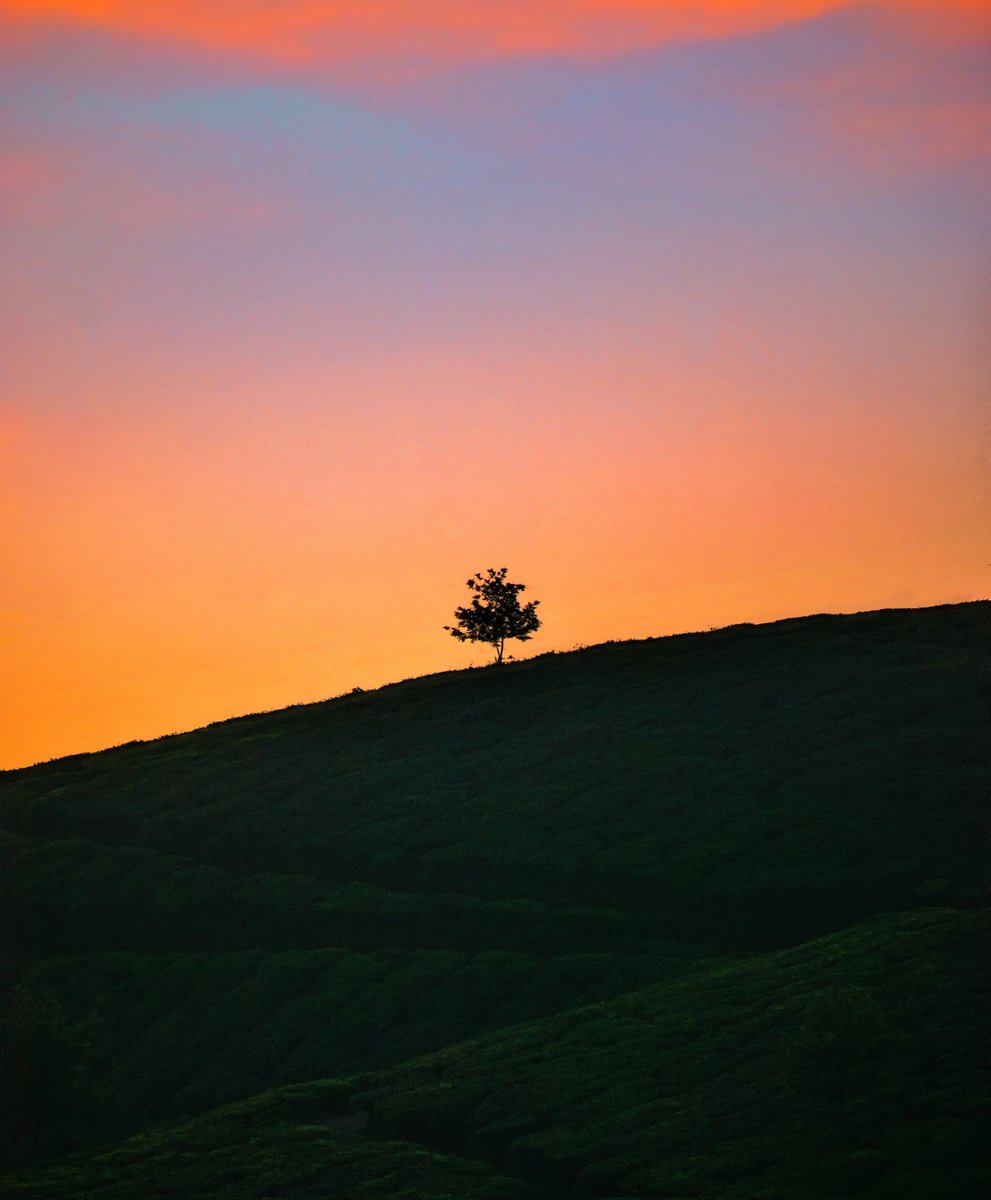 addhu.eth💙💛 | NATURE BEYOND SOLITUDE 1/5 left | tweet media