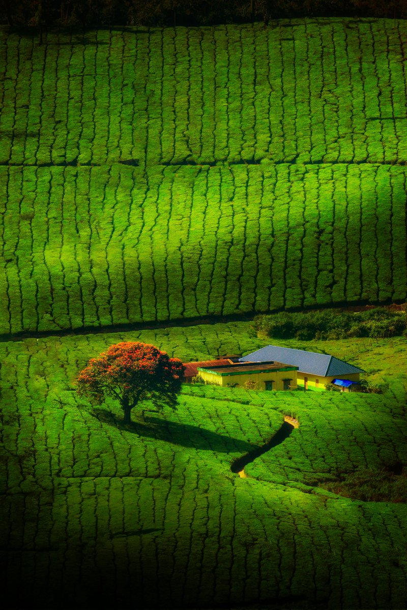 addhu.eth💙💛 | NATURE BEYOND SOLITUDE 1/5 left | tweet media