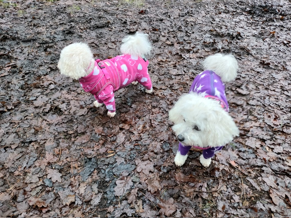 It may be wet and muddy out there but we're perfectly warm and dry in our jackets 🐩🐩💜