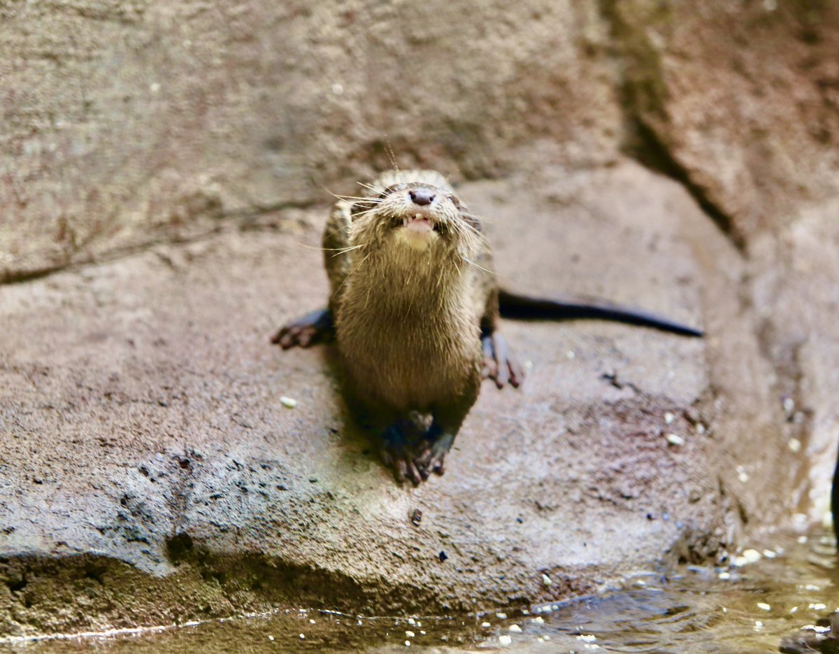 Enjoy otters, alligators, sharks & so much more at half-off regular admission in commemoration of Martin Luther King Jr. Day Monday, Jan. 15. Please remember that advanced tickets are required. Find out more and reserve today: ncaquariums.com/newsroom-fort-…