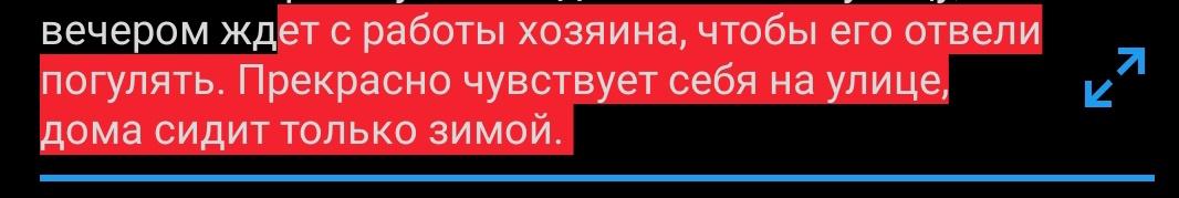 NanoBucky's tweet photo. @teacherrka Подруга нашла котёнка на улице полу дохлого. Выходила, выросла шикарная кошка, которая распорола сетку на форточке и ушла в окно. Принесла котят. всех раздали, один остался, рос вместе с собакой. Подрос, вышел в окно, как и мамка. Теперь в туалет ходит только на улицу https://t.co/zBxTAZPwND