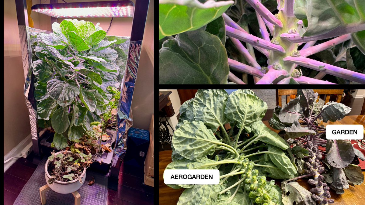 After 160+ days, I finally harvested my Brussel sprouts: <a href="/AeroGarden/">AeroGarden</a>  hydroponic &amp; garden. My brother-in-law tried some raw last week and preferred the #hydroponic Brussels. Not sure if I'd invest that time (and space) again, but I'm eager to cook 'em up and taste the difference!