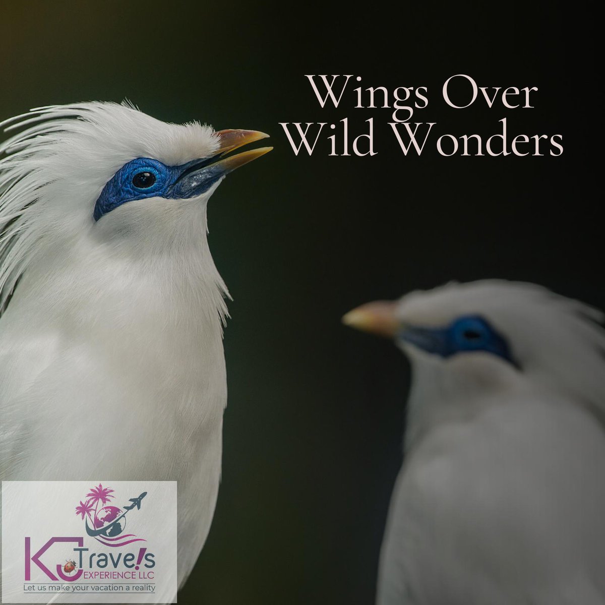KJTravels714's tweet photo. There's something mesmerizing about watching dazzling plumages gracefully fold and flutter in flight, as if painting the skies. Bird-watching is truly a treat to the soul. Have a favourite aviary destination or an unforgettable bird-watching memory? Share or let's add some mor... https://t.co/ytDm4yawl0