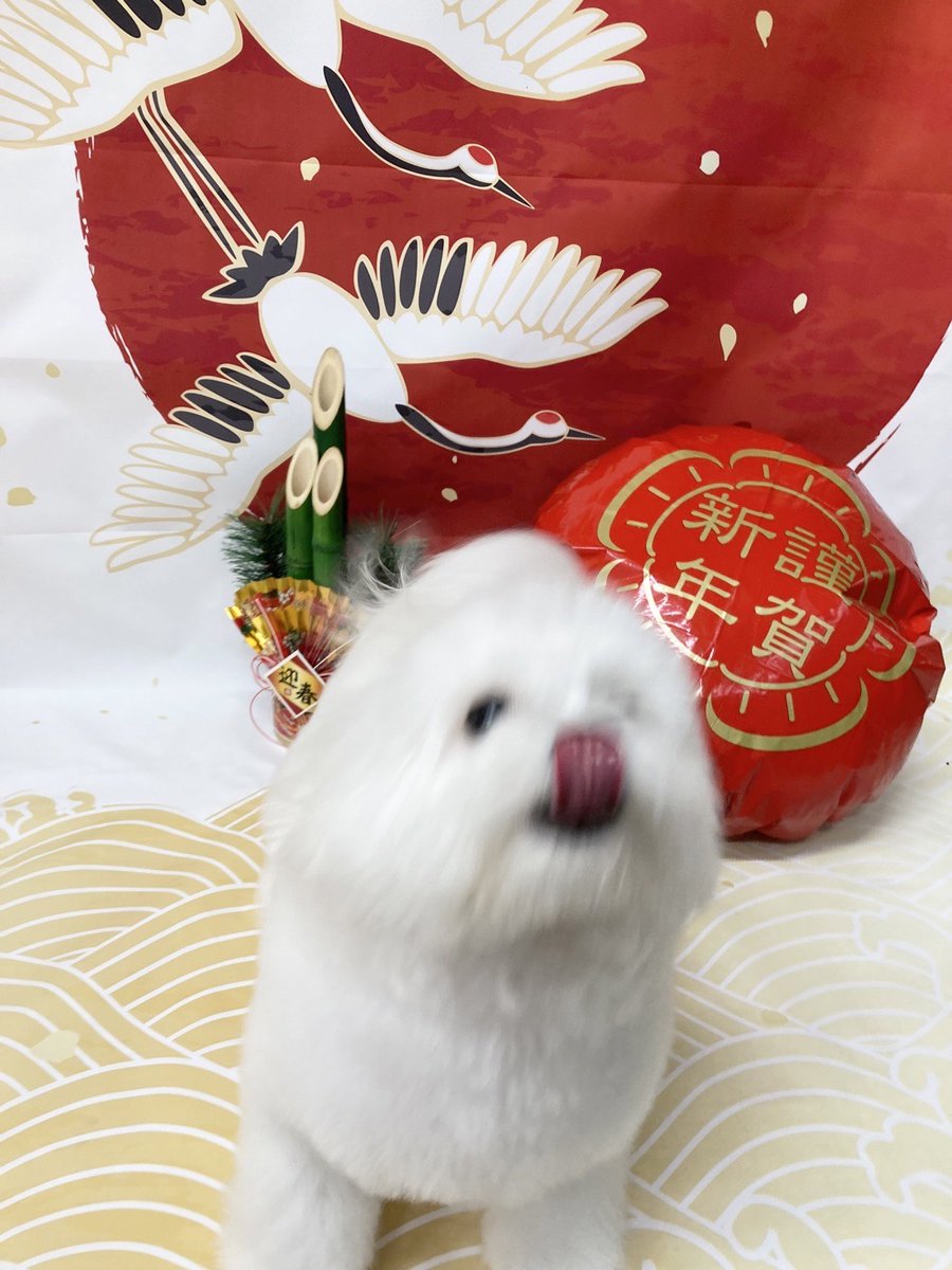 mociyui's tweet photo. あけおめ。お久しぶり❗ https://t.co/9Es6Haha6S