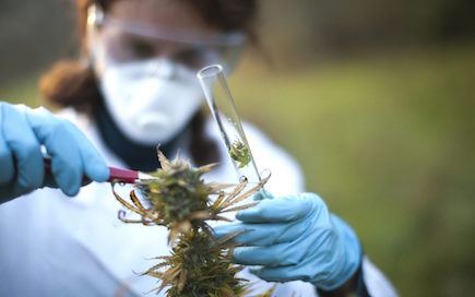 The Medicinal Potential of the Cannabinoid CBC The purported benefits of CBC have far-reaching implications. Below are a few medical conditions that may be alleviated by cannabichromene. mrstinkysgreengarden.com/2018/03/the-me…