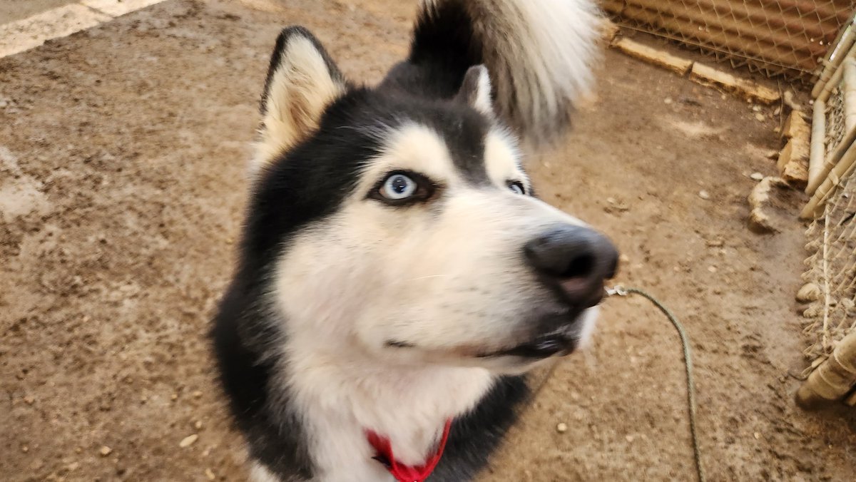 Puplovinn's tweet photo. @CatieOsaurus I work at a dog shelter. They all wish you happy recovery https://t.co/nG0mcTxKOp