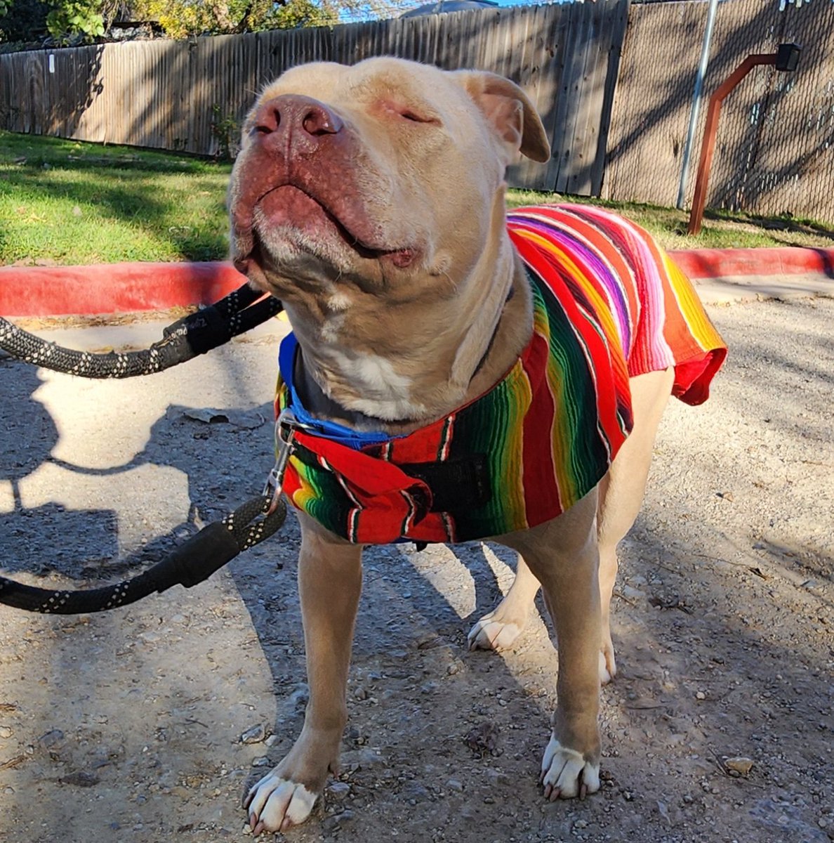 Puplovinn's tweet photo. @CatieOsaurus I work at a dog shelter. They all wish you happy recovery https://t.co/nG0mcTxKOp