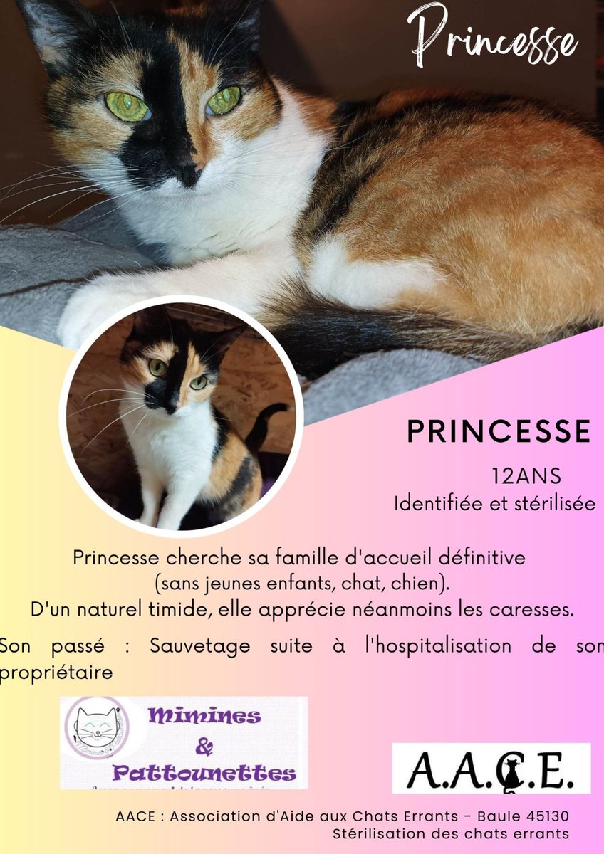 aace_45's tweet photo. Princesse cherche une famille d'accueil définitive 
Contact : aace.adoption@hotmail.com
#chat #LoiretCher #Loiret #adoptionresponsable https://t.co/CnXeCXuGUL