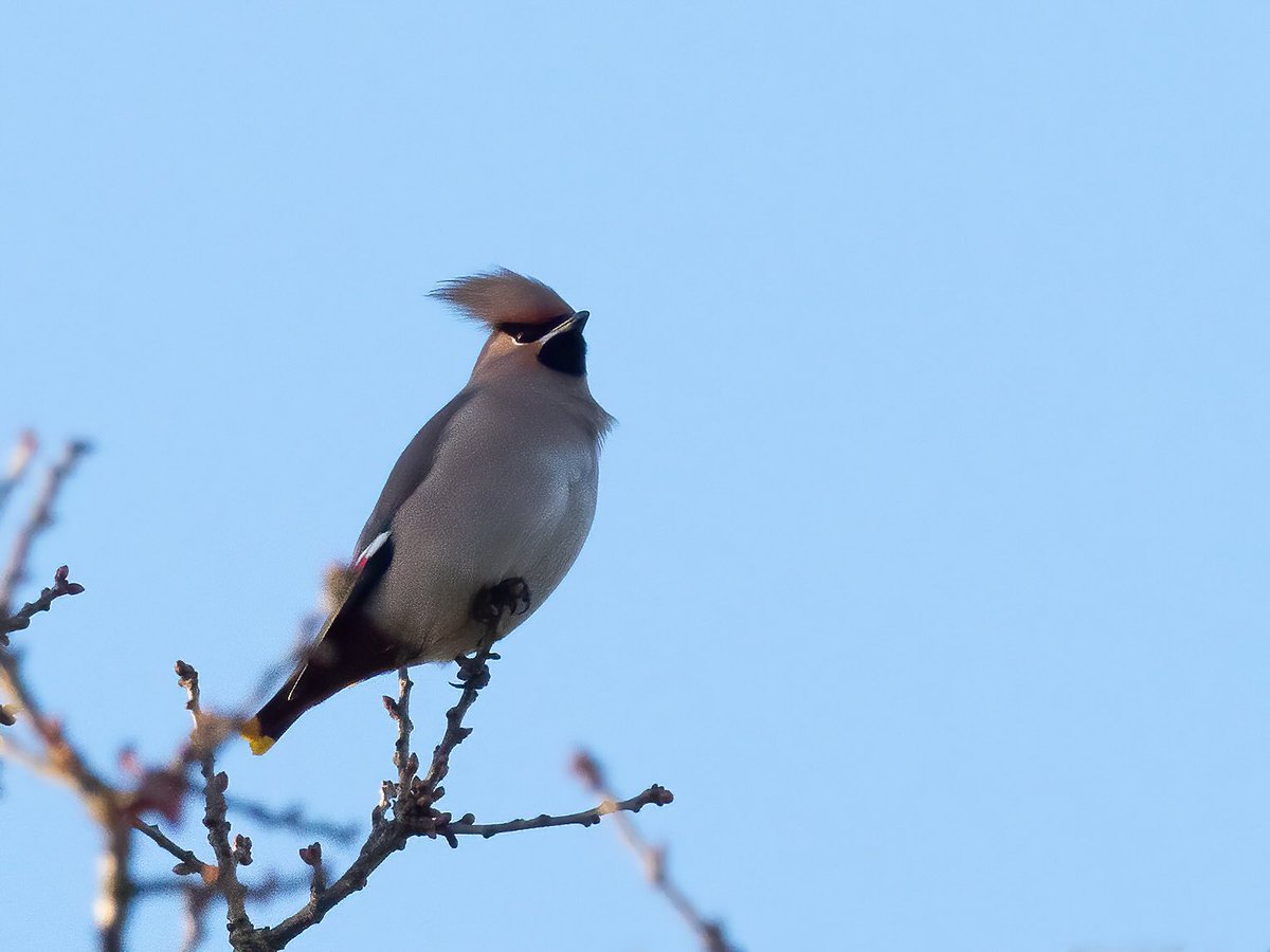 KevinRutterford's tweet photo. My first waxwing for 7 years! One of a flock of 12 in Bartley Green this morning. https://t.co/3lpDSPxLdZ