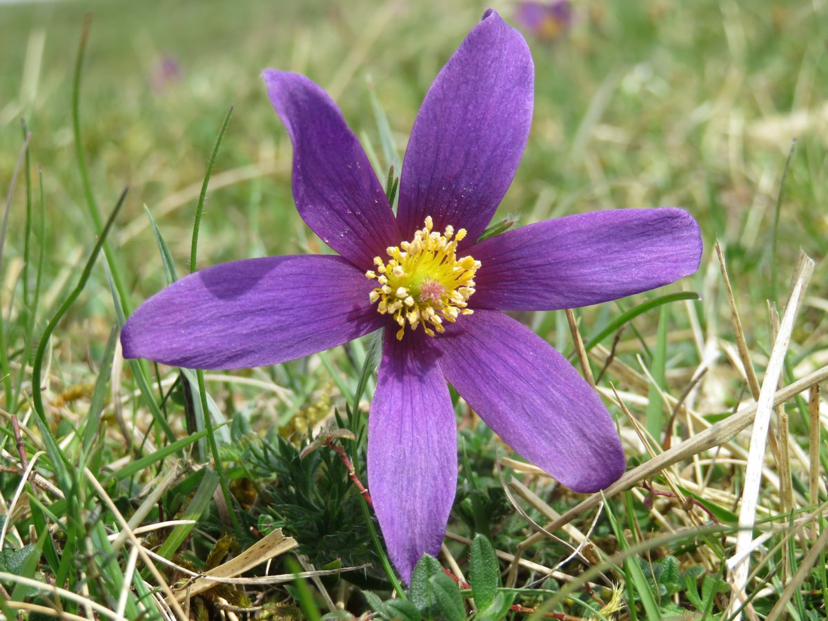 NatLandAssoc's tweet photo. Species-rich grasslands are vital for nature recovery. We’d heard evidence that #SFI herbal ley payment rates could incentivise their loss, so we welcome the recent move to pay farmers a fair price for #habitat maintenance. Our briefing: https://t.co/MKsVM0pYxZ Pics: Simon Smith https://t.co/yK8bRBTtYz