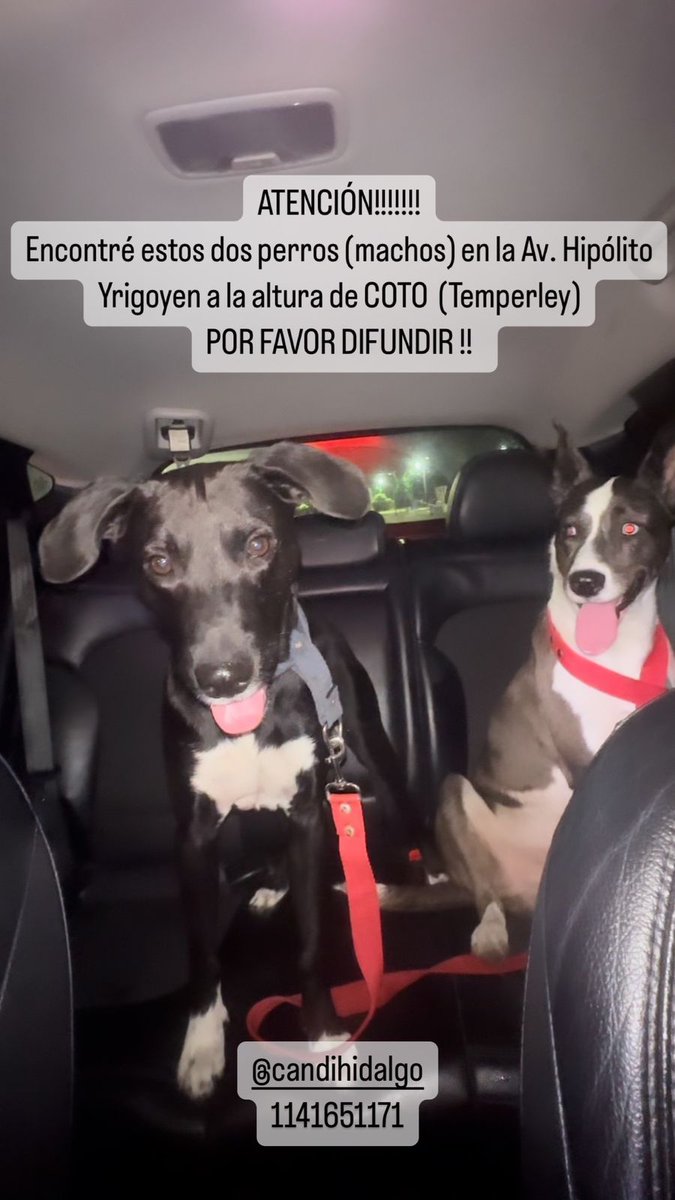 ATENCION ZONA TEMPERLEY. GRUPOS DUFUNDAN..🙏🙏🙏🙏Correa, pretal, y sin chapitas...