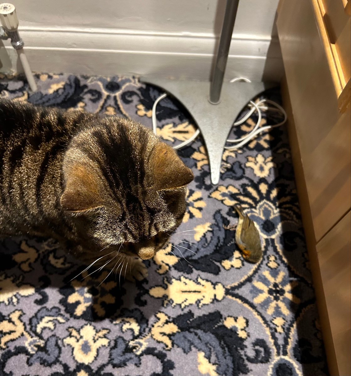 HaziKat's tweet photo. 🙀Help furpals. I’m in deep doo doo. Bobby &amp; I came through the flap together after he inadvertently jumped in my mouth, &amp; Mum found us in the lounge. Apparently “Bobby is ‘strictly off limits &amp; I’m a REALLY naughty boy”. Day 5 of 2024 #HarisUpForAdoption #ImACat🙀#CatsOfTwitter https://t.co/qfIrNWWUL1