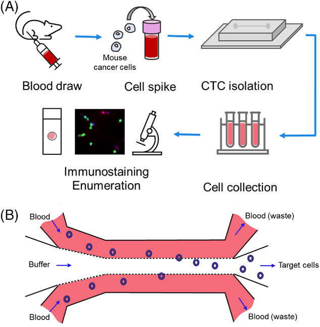 Congratulations to <a href="/xcelinem/">celine macaraniag</a>, who was just awarded an honorable mention for the paper "Microfluidic isolation of breast cancer circulating tumor cells from microvolumes of mouse blood" - Read it at: doi.org/10.1002/elps.2…
