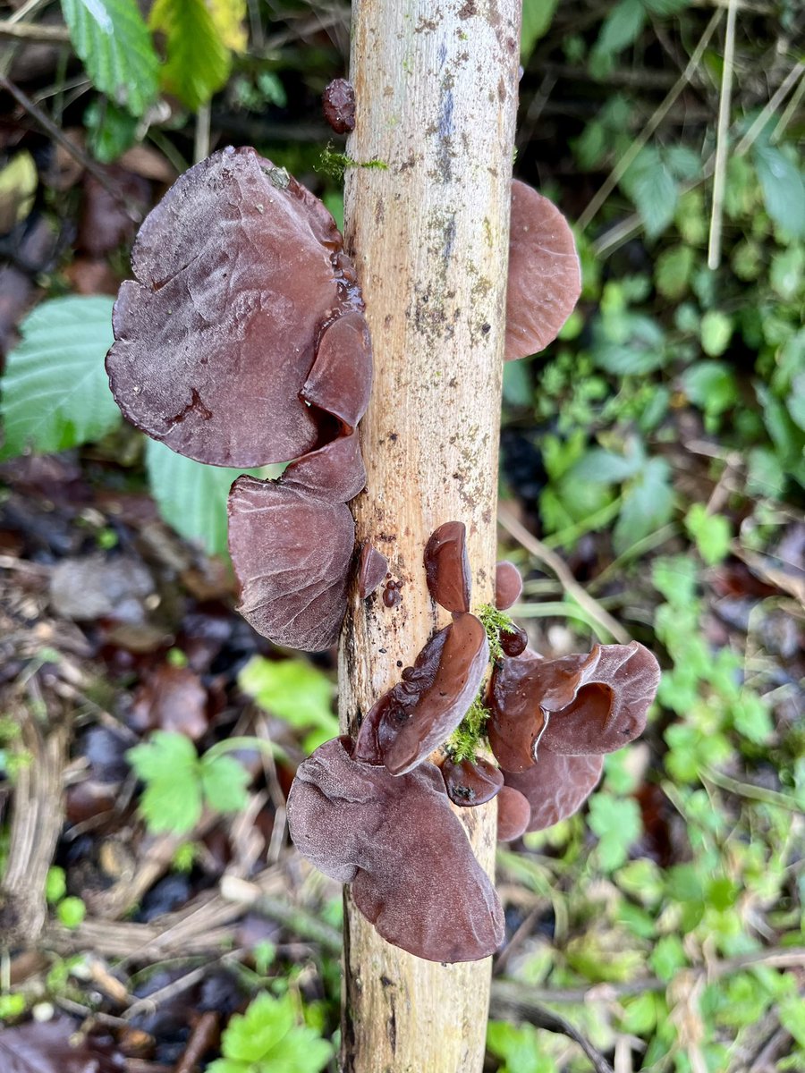 Spotted this pretty cool looking fungi (jelly ear, I think?) on our very muddy walk as we were slipping and sliding along! #Hampshire #FungiFriday #walking