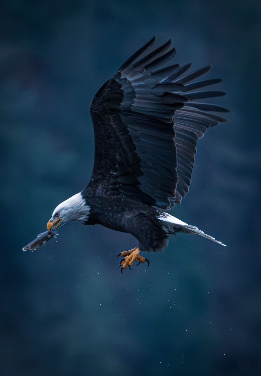 On National Bird Day, we are celebrating a record number of bald eagles observed at Lake Coeur d’Alene in Idaho! 🦅

Photos by Derek Butler
