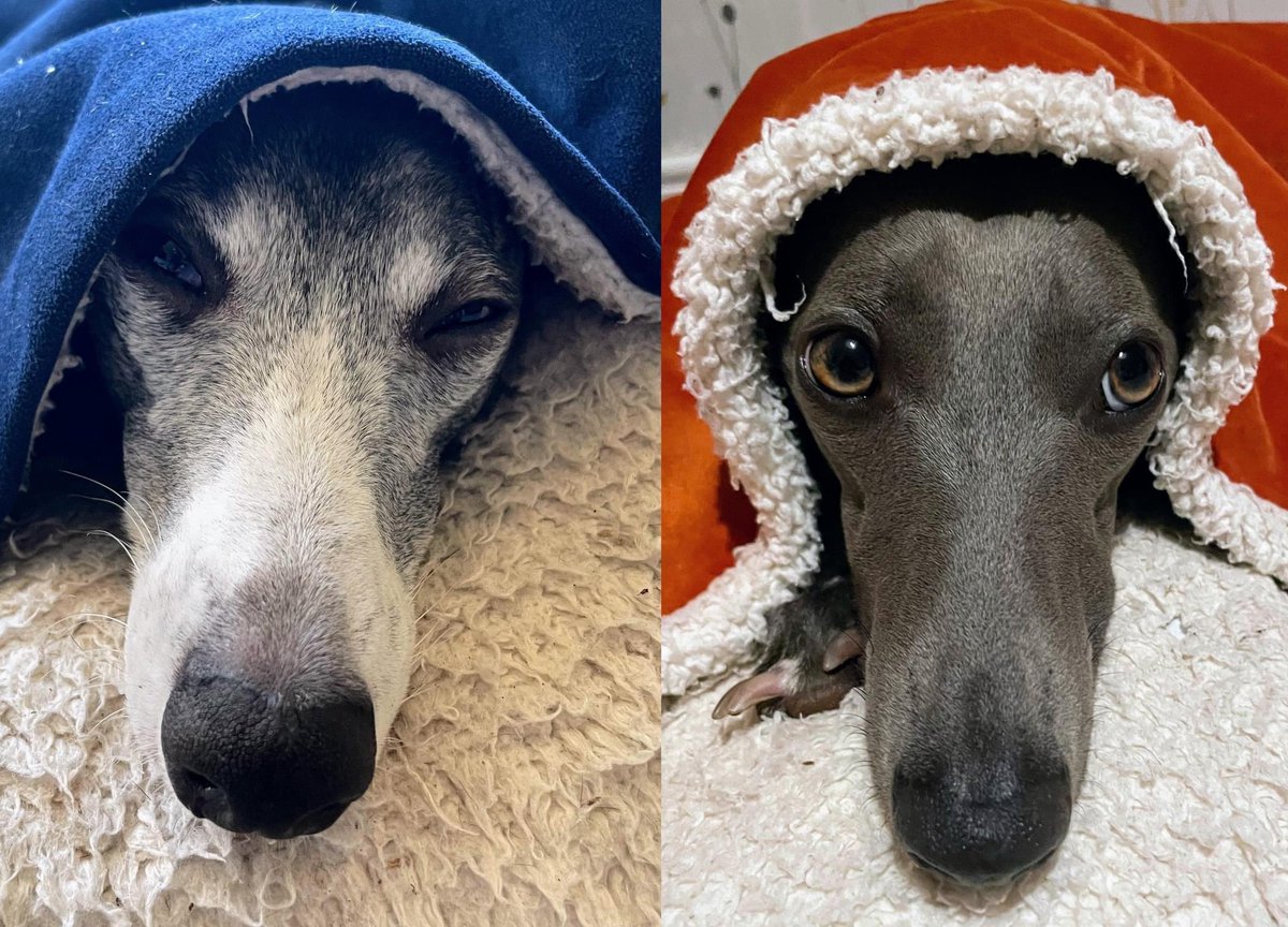 Louise Howson tweet media