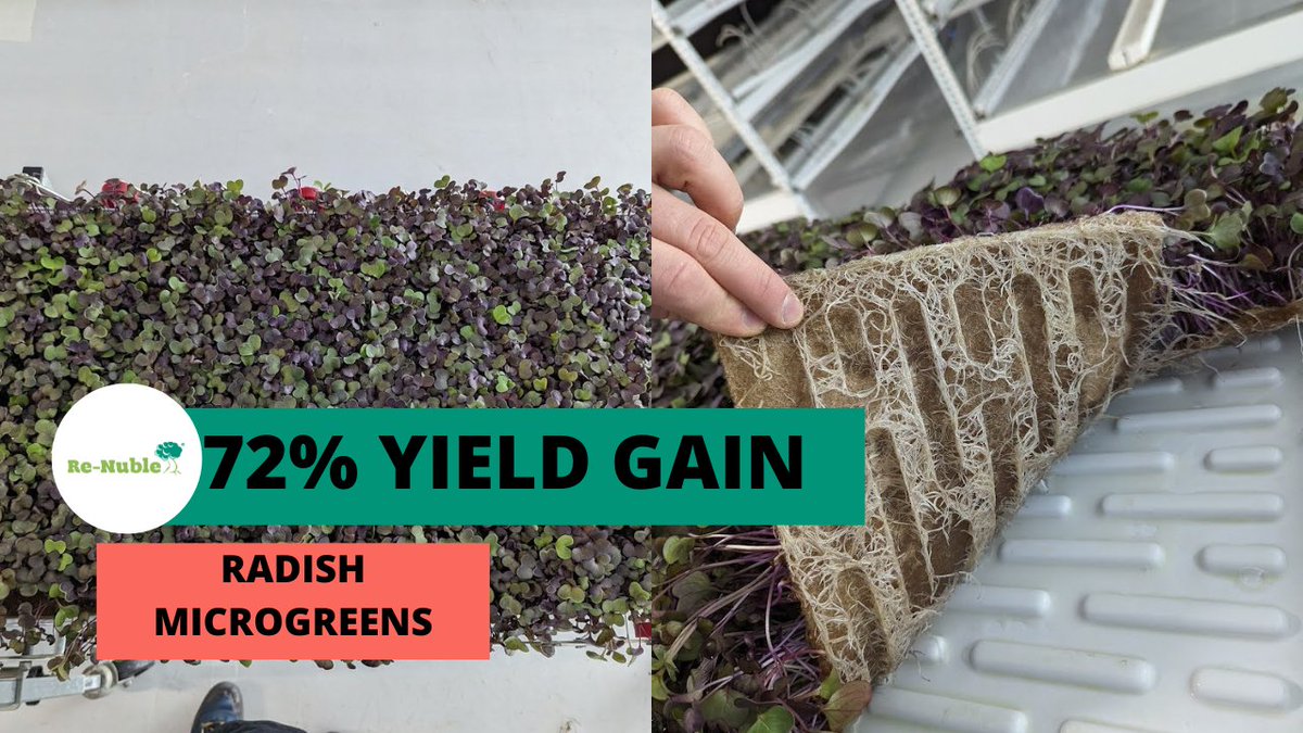 A 72% gain in radish #microgreen yields by one of our customers. It all comes down to irrigation strategy and the advantage of having a lot of oxygen available to your plants' roots.

Curious how we helped achieve this? Ask us how here ---&gt; hubs.la/Q02flyNZ0