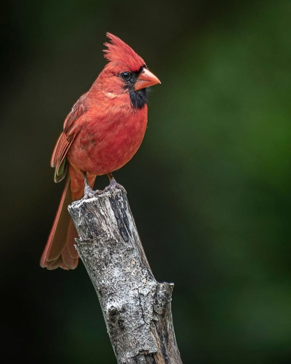 It’s National Bird Day! The cardinal is non-migratory, therefore a regular sight throughout the winter. These song birds have adapted easily to urban and suburban environments. The cardinal was named the official state bird of North Carolina in 1943. 📸 @NCAquarium_RI