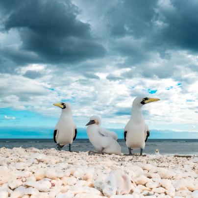 🦜✨ Happy National Bird Day! 🌿🔭 

Follow us for more uniques travel destinations from around the world! 🕊️🌏 

#NationalBirdDay #BirdWatchingAdventures #WingedWonders 
#joinallmyne #travellust #exploretheworld #borntotravel