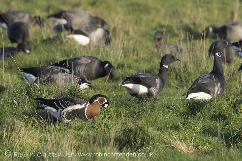 December bird news has been uploaded to birdlineeastanglia.co.uk Please click on the heading 'Birdline East Anglia' & scroll to the county of your choice. Red-breasted Goose (Branta ruficollis) NWT Cley Marshes Norfolk January 2024