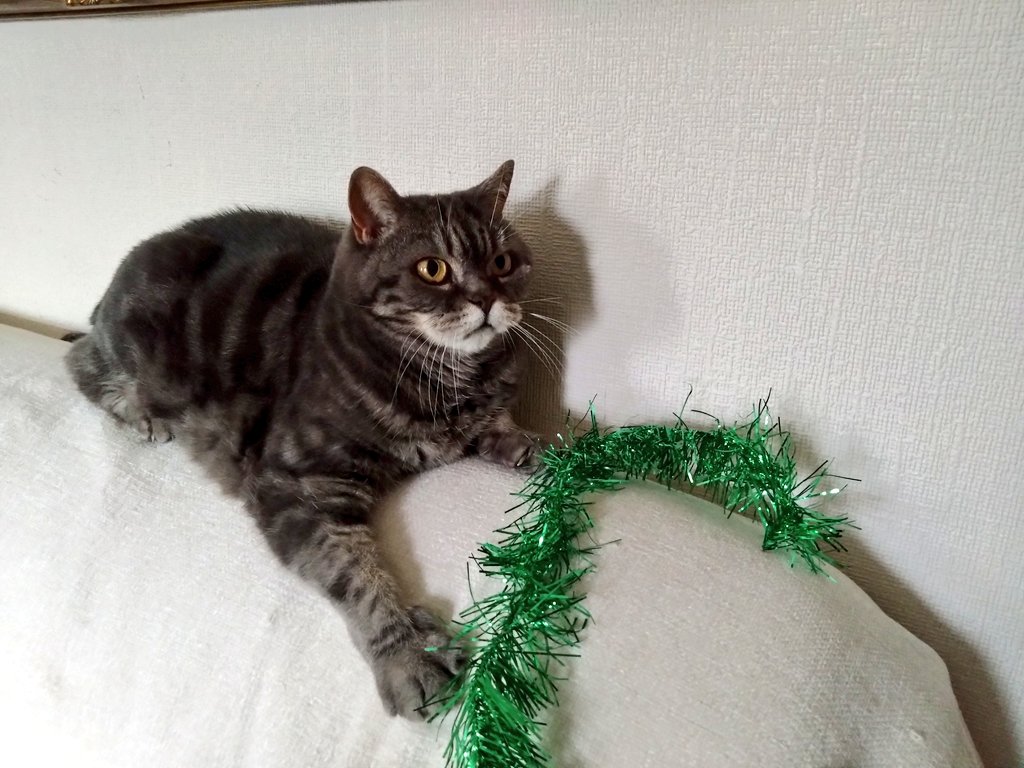 ozziecat1's tweet photo. I've been supervising the taking down of the Christmas decorations today Pals..😸..Tinsel was my specialist skill..😹.. Have a fun filled  #jellybellyfriday  my friends..💕 https://t.co/7l8WO4fatS