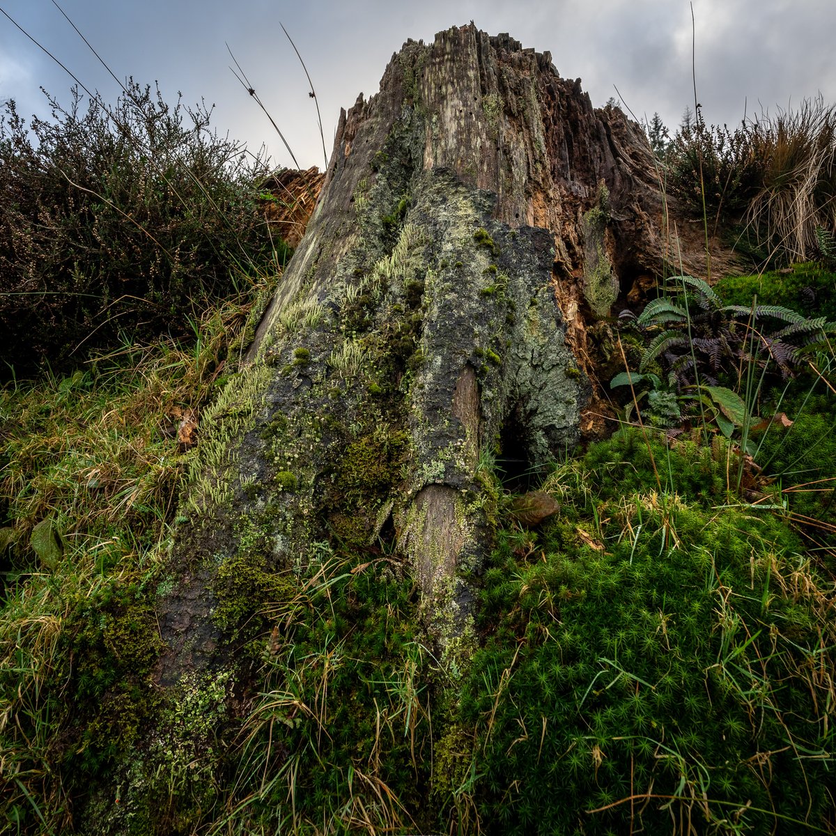 basculeteller's tweet photo. An afternoon around Langsett in colour #photography #landscape #Yorkshire #Thurlstone #Penistone #7km #Flâneur #psychogeography #DarkFairytale #RuralMarginalia https://t.co/b8pdVMqza3