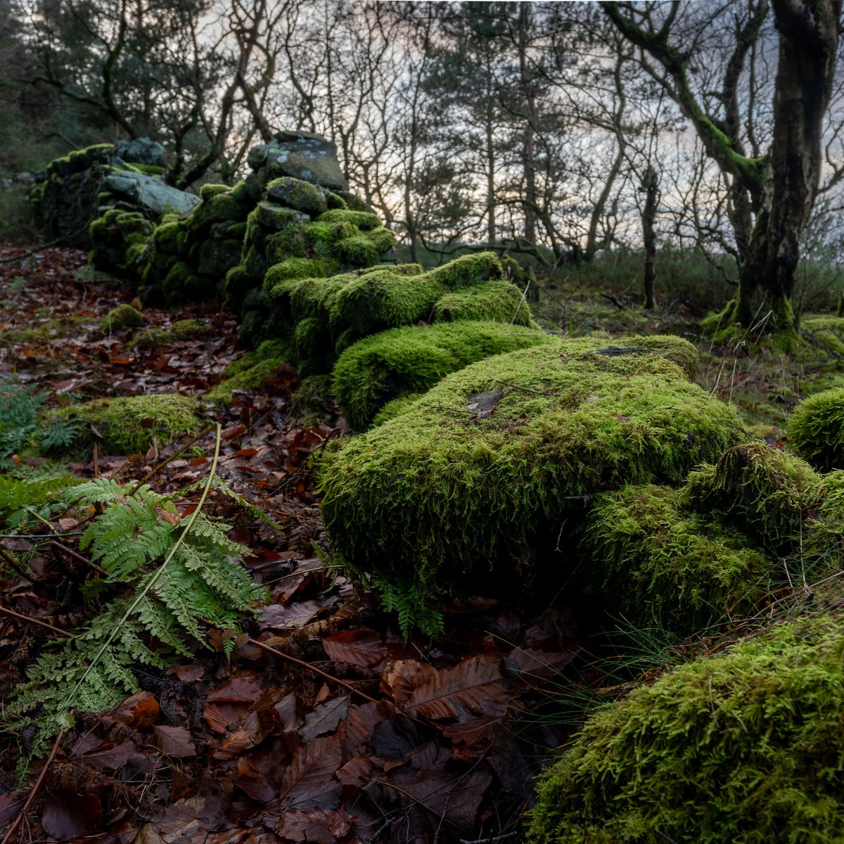basculeteller's tweet photo. An afternoon around Langsett in colour #photography #landscape #Yorkshire #Thurlstone #Penistone #7km #Flâneur #psychogeography #DarkFairytale #RuralMarginalia https://t.co/b8pdVMqza3