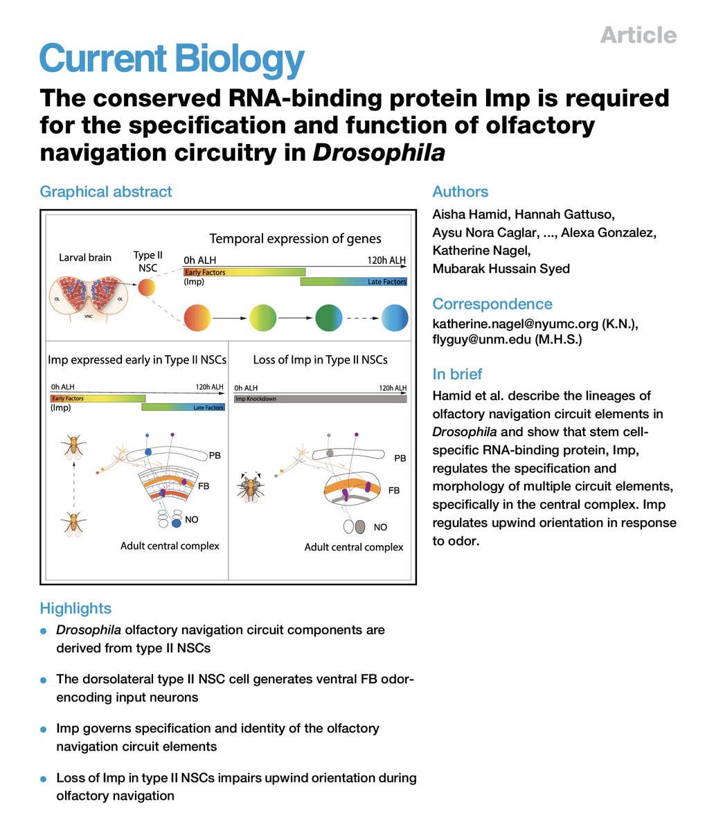 Syed, Mübarak Hussain (@neuroseq) on Twitter photo Our first major story is online. We link stem cells to Olf. Nav circuit & behavior. Excellent work by <a href="/AishaHamid201/">Aisha Hamid</a> Hannah et al. & a fantastic collaboration with Kathy, who is an outstanding scientist & person. Thanks to all the authors 1/n cell.com/current-biolog⦠Our first major story is online. We link stem cells to Olf. Nav circuit & behavior. Excellent work by <a href="/AishaHamid201/">Aisha Hamid</a> Hannah et al. & a fantastic collaboration with Kathy, who is an outstanding scientist & person. Thanks to all the authors 1/n cell.com/current-biologā¦